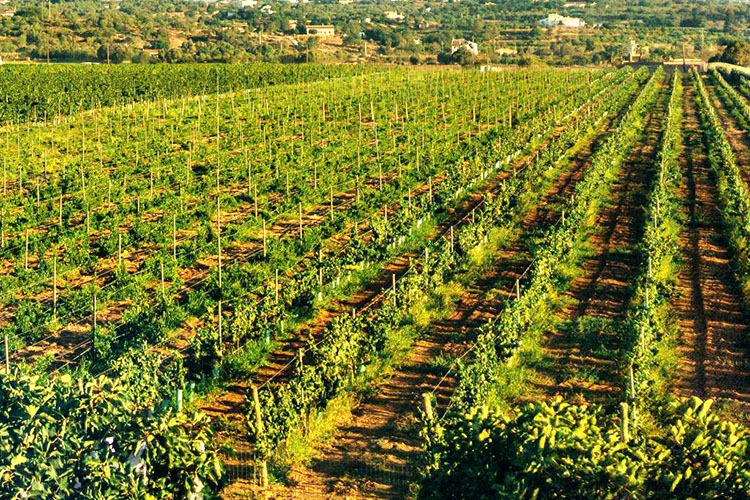 Vínsmökkunarferð í Algarve 
