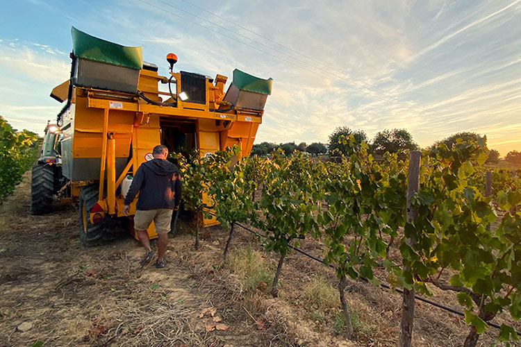 Vínsmökkunarferð í Algarve 
