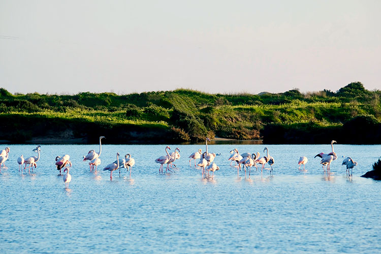 Vínsmökkunarferð í Algarve 
