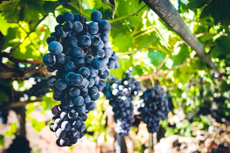 Vínsmökkunarferð í Algarve 
