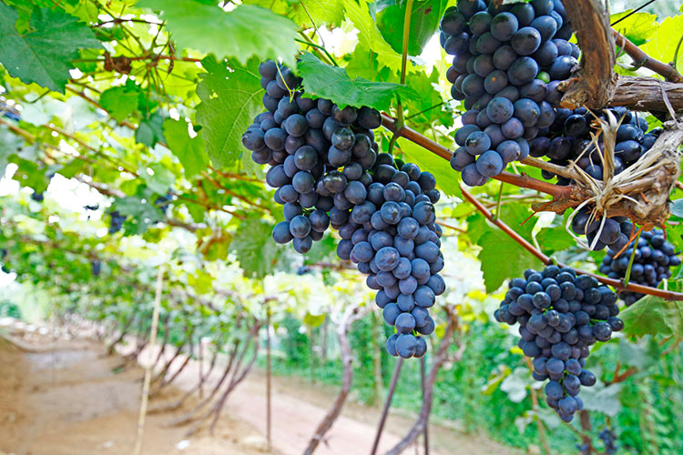 Vínsmökkunarferð í Algarve 
