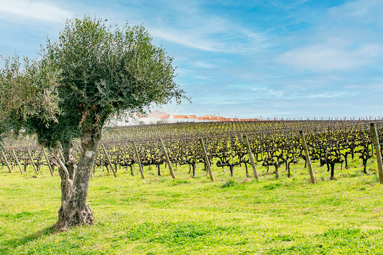 Vínsmökkunarferð í Algarve 
